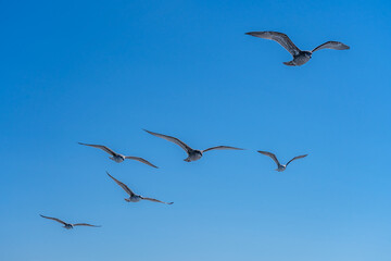 A flock of seagulls with spread wings flies in the blue sky with their heads down in search of fish