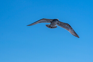 Seagull with spread wings in the blue sky