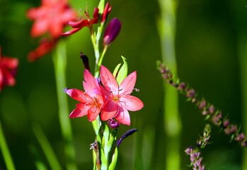 Schizostylis coccinea, Iridaceae family. South Africa
