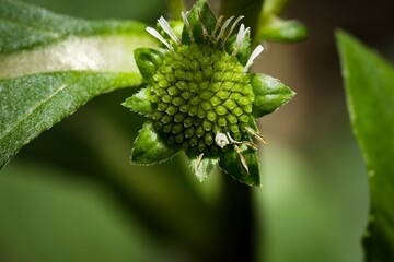 False daisy. Eclipta prostrata. Eclipta alba. Bhringraj seed. Yerba de tago. Karisalankanni. Herbal medicinal plant. Green nature abstract texture background. Beautiful flower design.