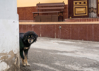 Lonely sad dog on the street of the old city