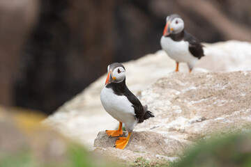 Fototapeta premium Atlantic Puffins bird or common Puffin (Fratercula arctica).