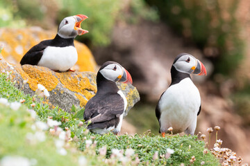 Atlantic Puffins bird or common Puffin (Fratercula arctica).