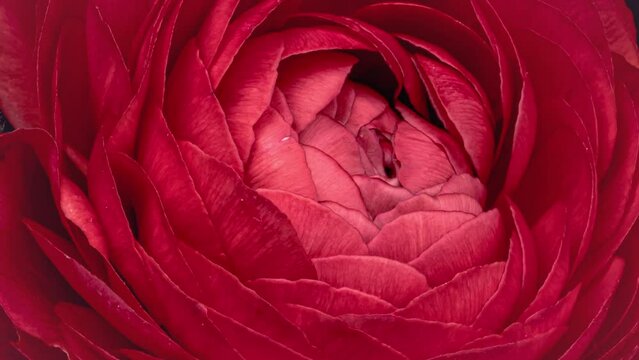 Beautiful red ranunculus flower opening on black background, close up. Blooming buttercup flower background.