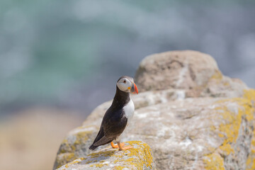 Atlantic Puffins bird or common Puffin (Fratercula arctica).