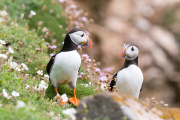 Atlantic Puffins bird or common Puffin (Fratercula arctica).