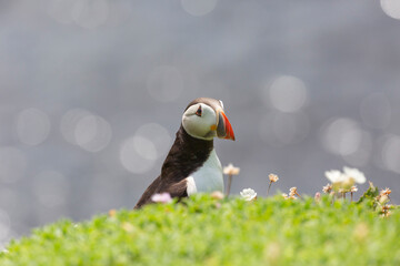 Atlantic Puffins bird or common Puffin (Fratercula arctica).