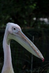 Pelicanos en Londres, la foto fue tomada en una mañana del 30 de Agosto del 2022, durante mi estadia en Londres.