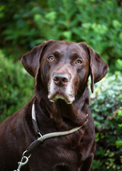 Portrait of a male brown chocolate labrador retriever with serious face in the summer garden. Pet concept. Selective focus.