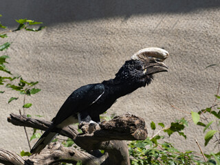 The Silvery-cheeked Hornbill, Bycanistes brevis, has a massive helmet on its beak