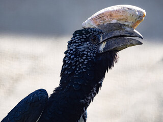A portrait of a Silvery-cheeked Hornbill, Bycanistes brevis, has a massive helmet on its beak