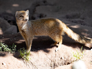 Yellow mongoose, Cynictis penicillata, keenly observes the surroundings.