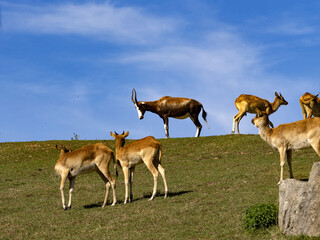 A group of African antelope stands on top of a heath.