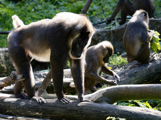 An adult male Drill, Mandrillus leucophaeus, with a group of females from his harem.