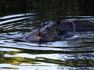 Two Hippopotamus, Hippopotamus amphibius, in a lake in the early evening light.