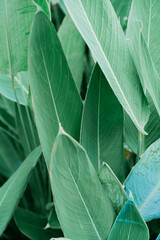 Obraz na płótnie Canvas close up of green leaves