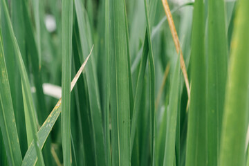 close up of green grass