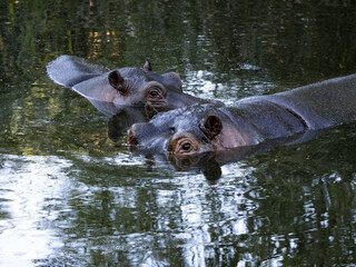 Fototapeta premium Two Hippopotamus, Hippopotamus amphibius, in a lake in the early evening light.