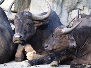 Group of recumbent resting African Buffalo, Syncerus. caffer.