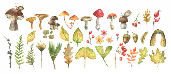 Obraz na płótnie Canvas Forest set - berries, herbs, leaves, mushrooms, painted in watercolor on a white background. Watercolor illustration of a fabulous autumn forest.