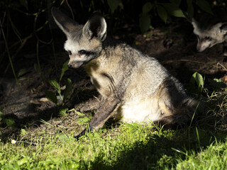 Bat-eared fox, Otocyon megalotis, squints in the morning sun.