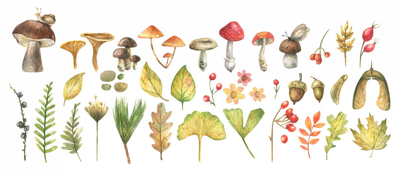 Forest set - berries, herbs, leaves, mushrooms, painted in watercolor on a white background. Watercolor illustration of a fabulous autumn forest.