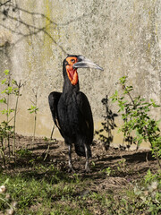 Southern ground hornbill, Bucorvus leadbeateri, stands in low scrub and looks around.