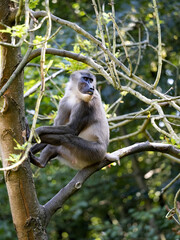 A female Drill, Mandrillus leucophaeus, sits high in a tree.
