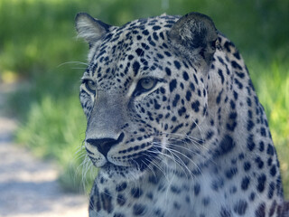 Fototapeta na wymiar Portrait of an adult male Persian Leopard, Panthera pardus saxicolor.