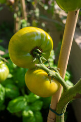 Zielone pomidory