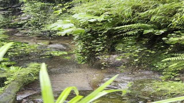 beautiful rain in the forest 