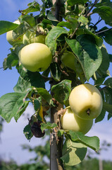 Jabłka w sadzie, uprawa ekologiczna