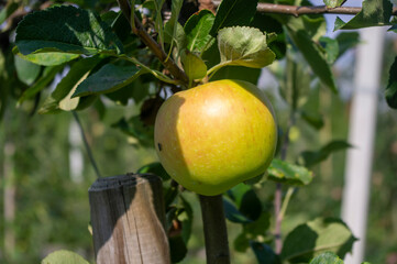 Jabłka w sadzie, uprawa ekologiczna