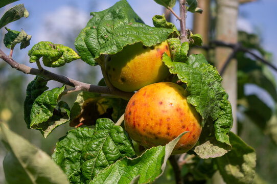 Jabłka w sadzie, uprawa ekologiczna