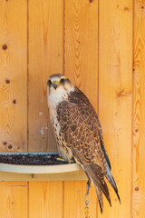 A great crested grebe - Falco cherrug - in a captive cage. The bird of prey is trained by a falconer.