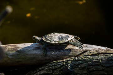 Żółwie © Asfodel
