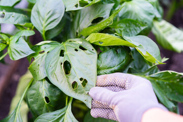 leaky pepper leaves, pests of vegetable seedlings, damage from caterpillars in the garden and...