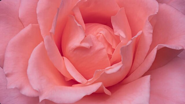 Beautiful fresh pink rose opening, close up. Spa concept. Wedding, Birthday, Valentines day, Mothers day concept.
