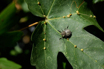 the bug on a leaf