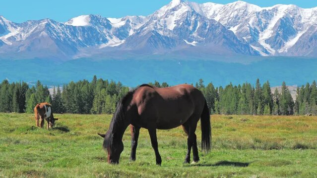Horse grazing in the green meadow against snow capped mountains background. Beautiful cinematic shot. Idyllic scenery in highlands of Altai Republic