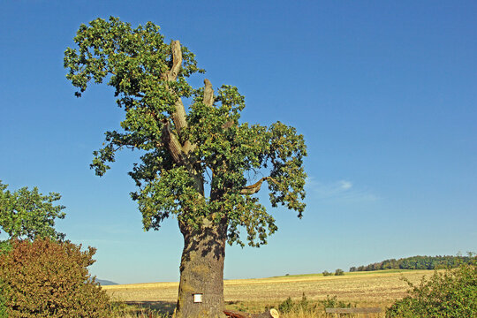 Ro&szlig;felder Steineiche
