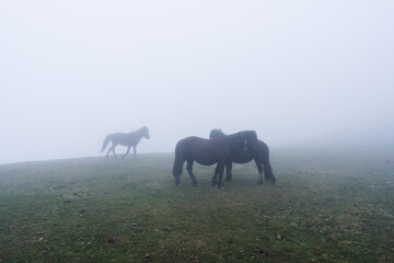 Caballos pastando en la montaña rodeados de niebla