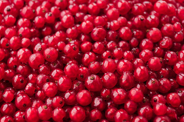 Texture of ripe red currant berries. Red currant natural background wallpaper banner. A lot of red berries of ripe currants. Farming concept, harvesting