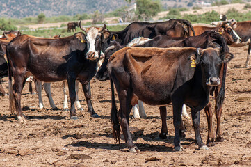 cattle waiting to be sold at the animal market