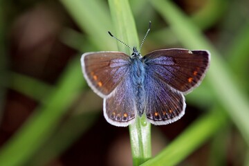 butterfly in the grass