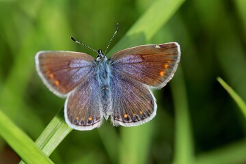 butterfly in the grass