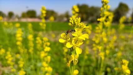 Honey bee collecting nectar from yellow mustard crop flowers