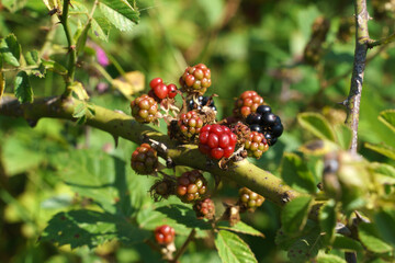 Wild blackberry bushes macro photo