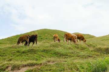 Fototapeta na wymiar A herd of cows grazes on a pasture in the highlands of Georgia