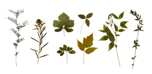 Dry pressed wild flowers and plants isolated on white background. Botanical collection